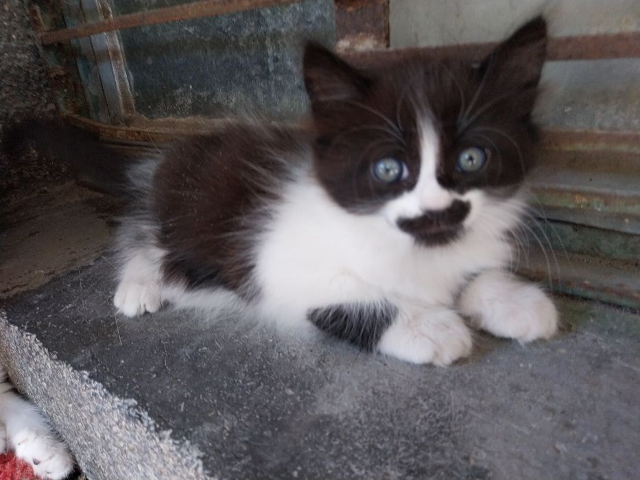 Подарък коте осинови