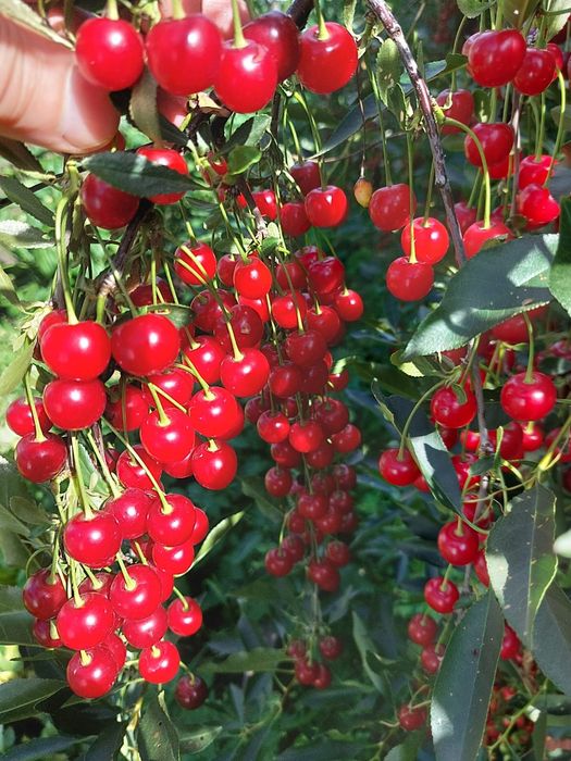 Продам  частный дом в Бишкуле