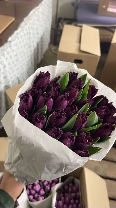 Тюльпаны оптом 350