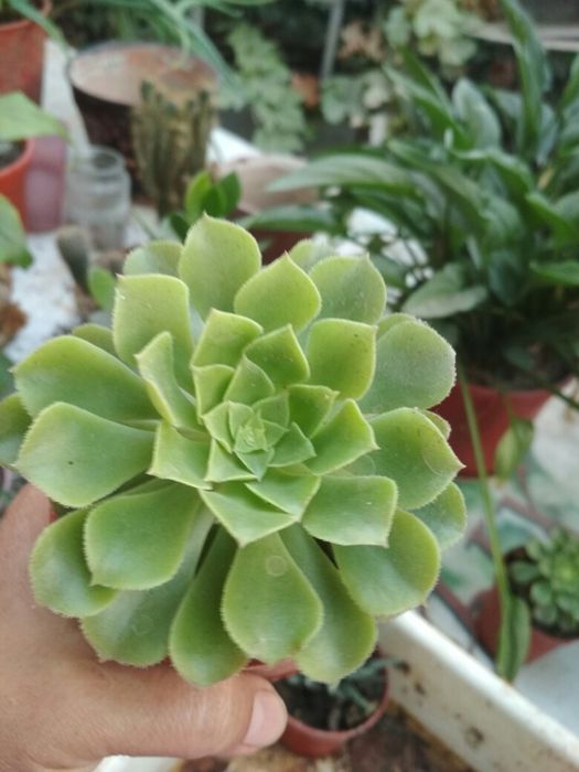 Домашние цветы   из дома