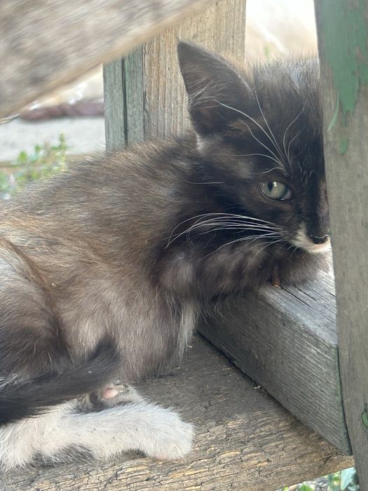 Отдам котят в добрые руки