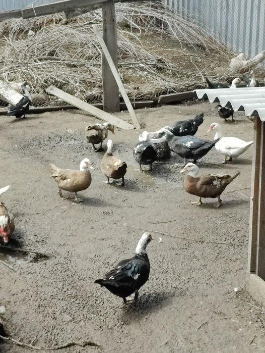 Продам индоуток (только самки!)