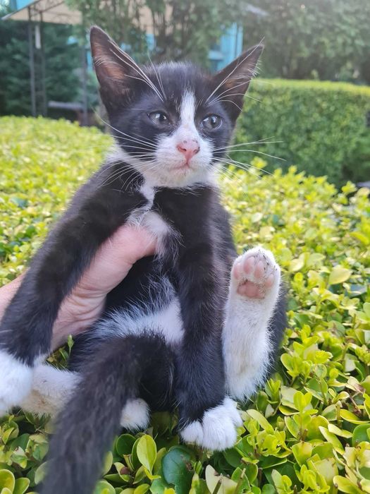 Три котета търсят дом