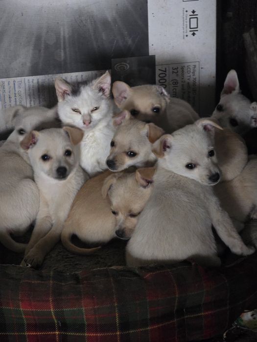 Малки кученца на месец и полвина