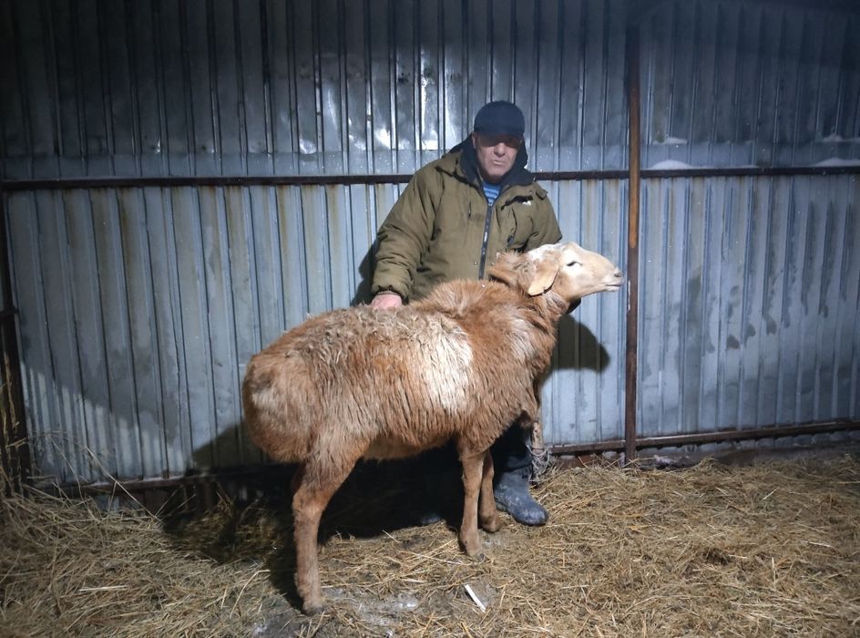 Продам барана гиссарский