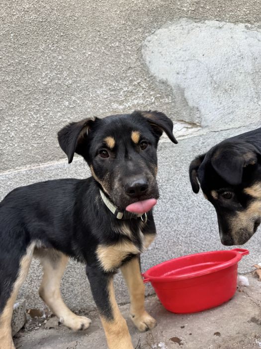 Мъжко куче на 4 месеца - ваксинирано, обезпаразитено с паспорт