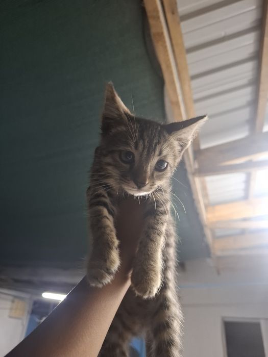 Отдам котят в хорошие руки