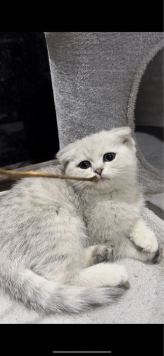 Scottish Fold va Scottish Straight Toza qon Chinchilla Sotuvda