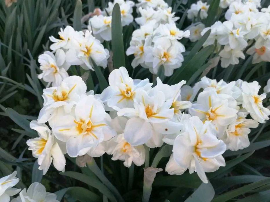 10 броя луковици