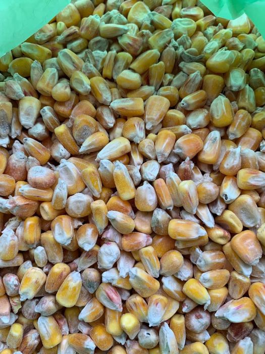 Бидай, пшеница, арпа, кебек, сұлы көтерме сату