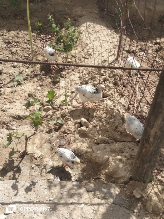 Адлер тауык птицы