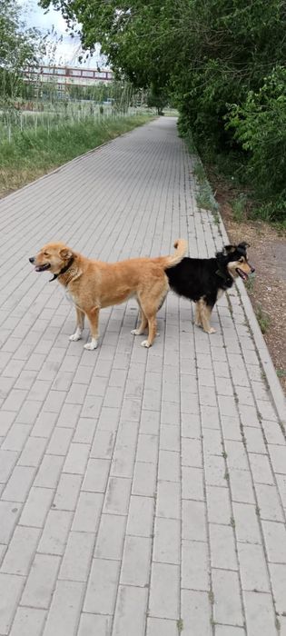 Ищем дом двум собачкам