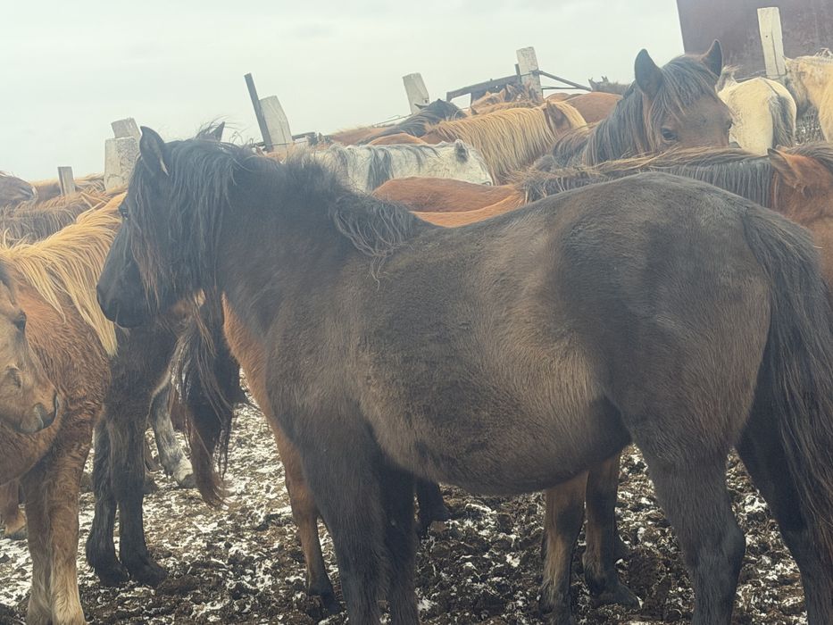 Продам кабылу 7 лет