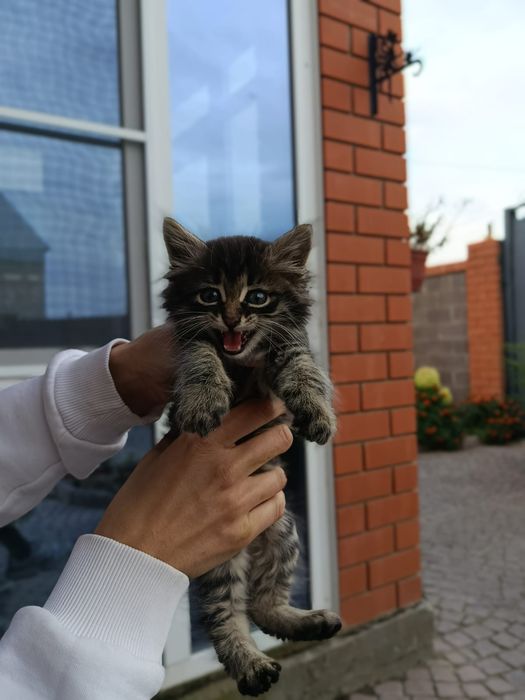 Отдам в добрые руки котенок 1 месяц , мальчик