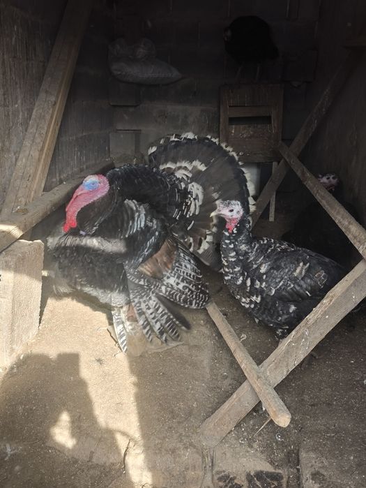 Продам семью индюков