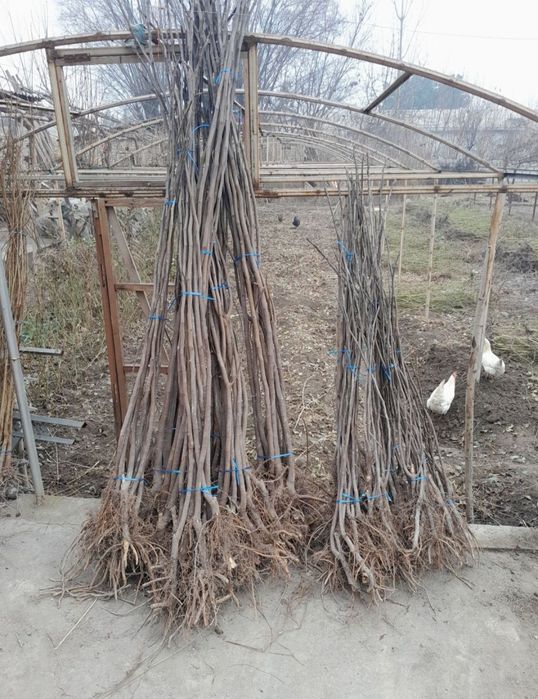 ANOR va ANJIR ko‘chatlari sotiladi