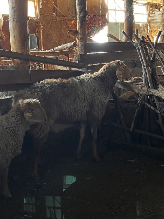 Арашан қошқар бойы 96-97