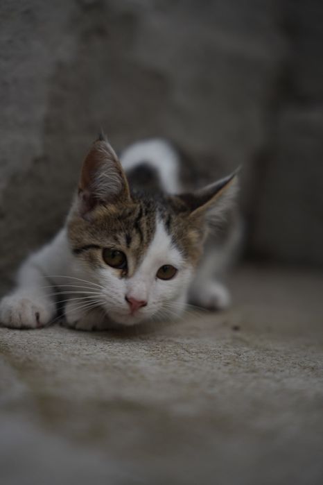 Котики(миленькие) и кошка(мама)