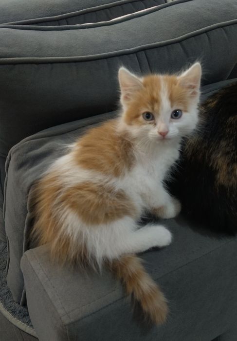 Отдаём котят в добрые руки