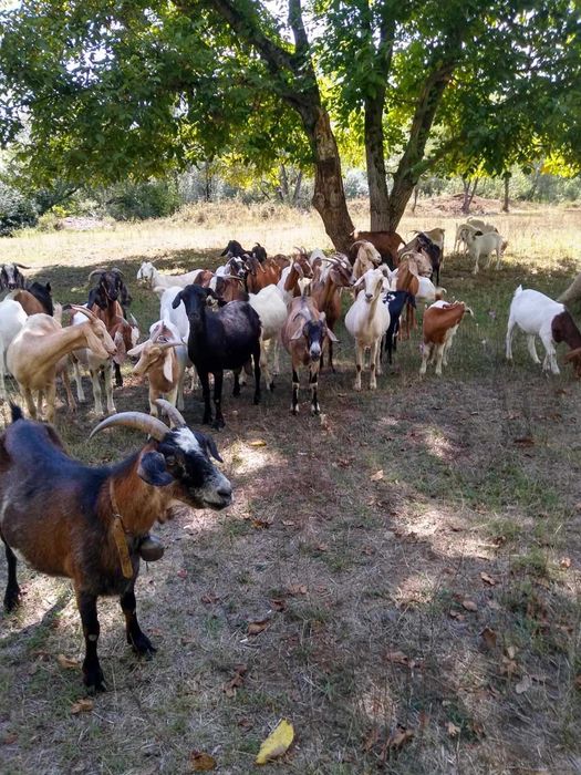 Продавам кози 20 броя