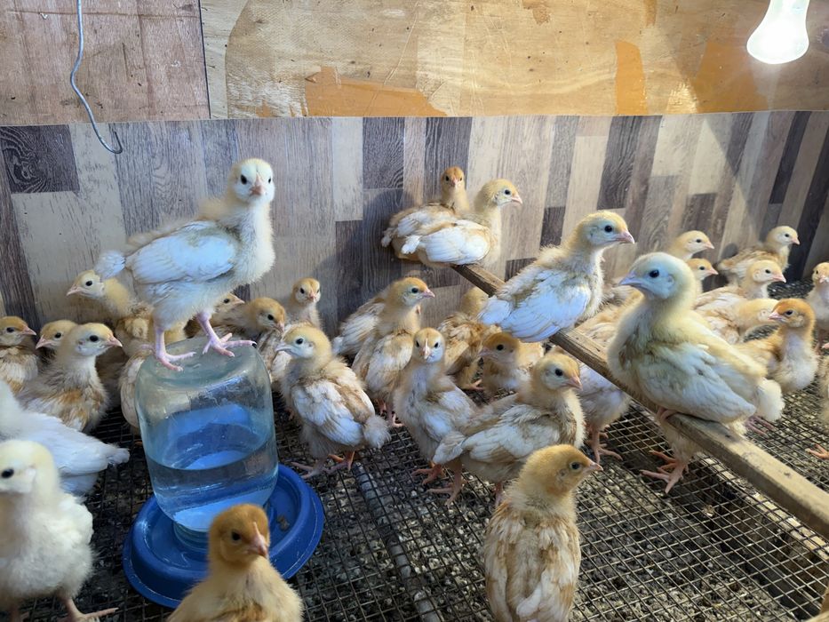 Ломан браун балапандар