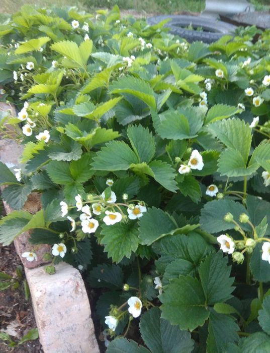 Продам дом в посёлке Доскей