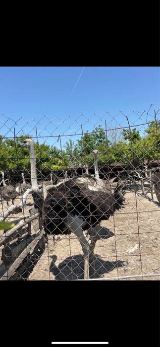 Vand/Schimb  familii de struti