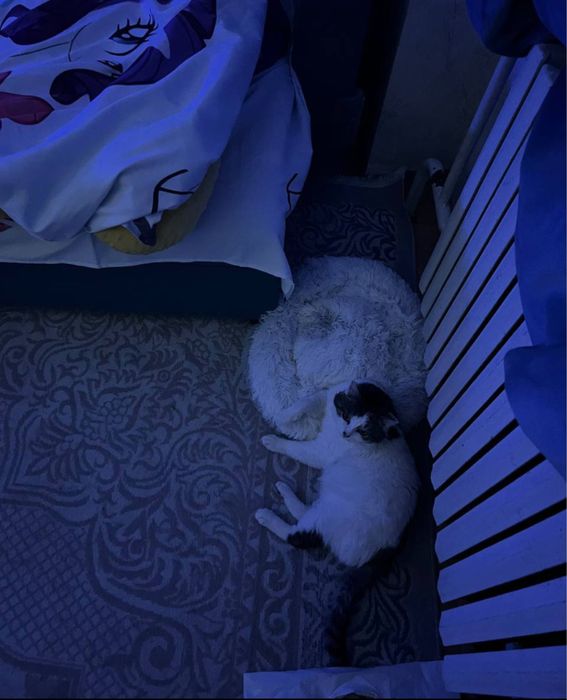 КОТ 3 года! Бесплатно