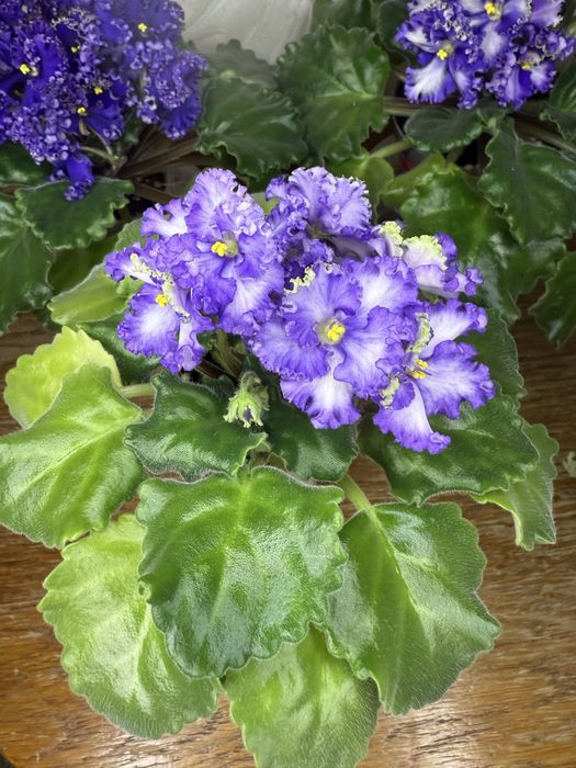 Фиалки  сортовые