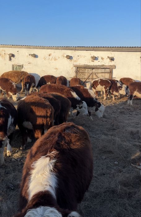 Продается крестьянское хозяйство