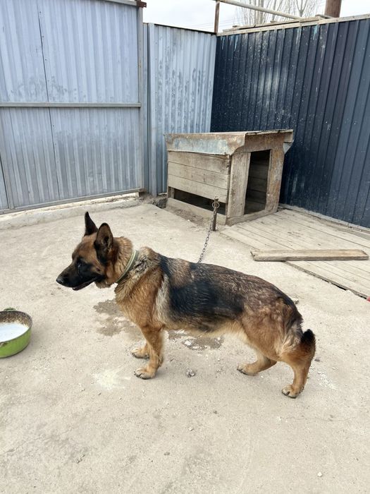 Продаю немецкую овчарку