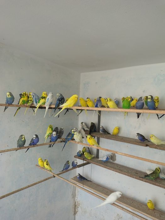 Papagali agapornis și peruși