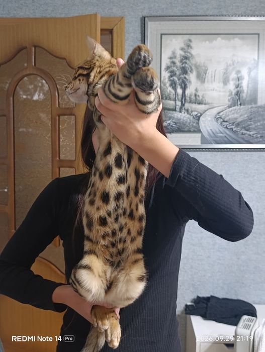 Бенгальский котёнок