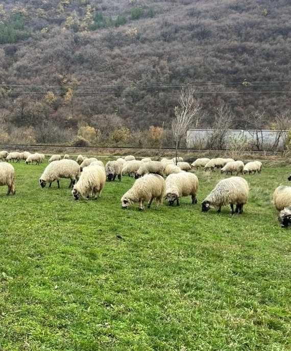 Vand 50 de oi turcane