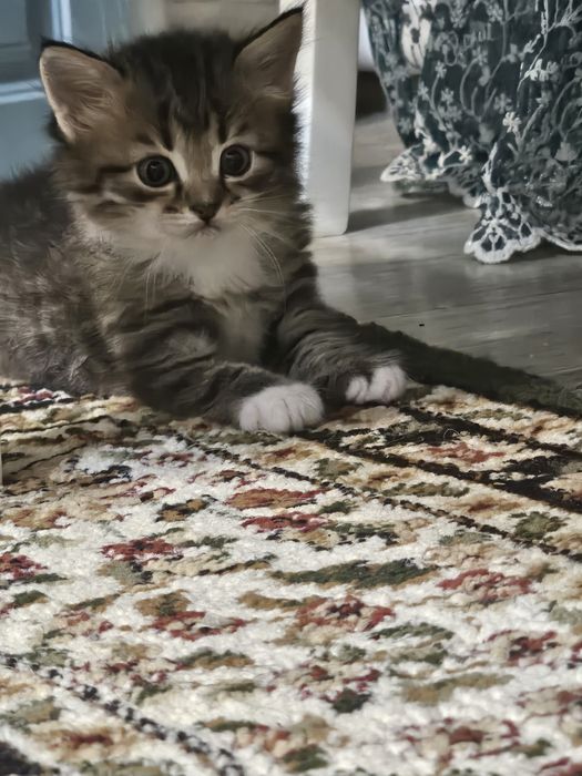 Продам в добрые руки котенка