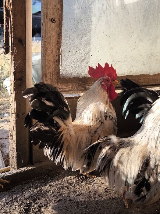 Свободни мини японски декоративни петлета