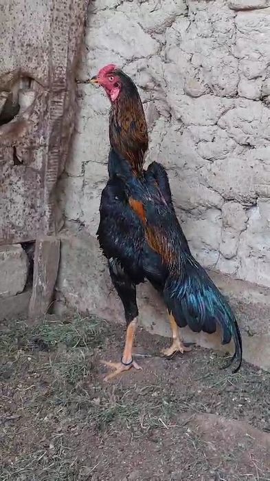 Дакан мошный зат