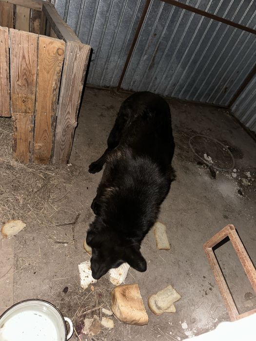 Продам черную немецкую овчарку