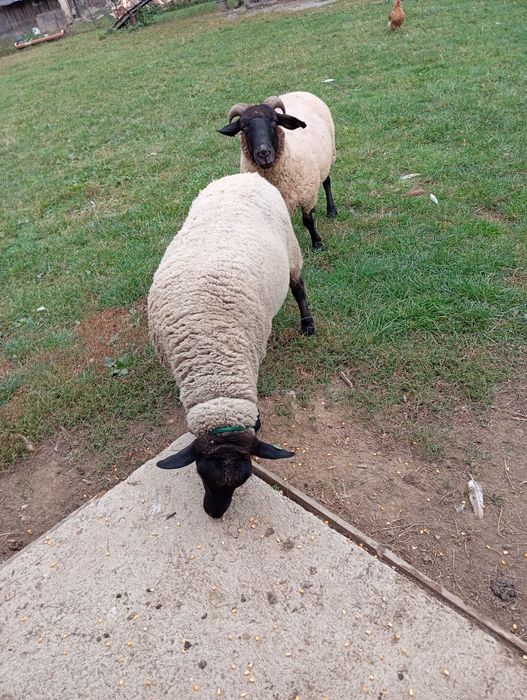 Oi sufok 4-5 ani marlite