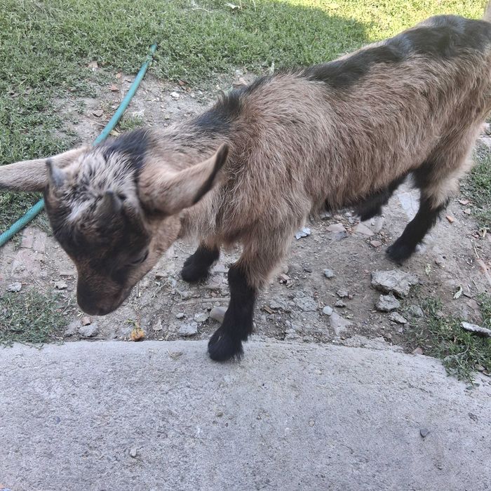 Vand un iedut ff jucaus si sanatos