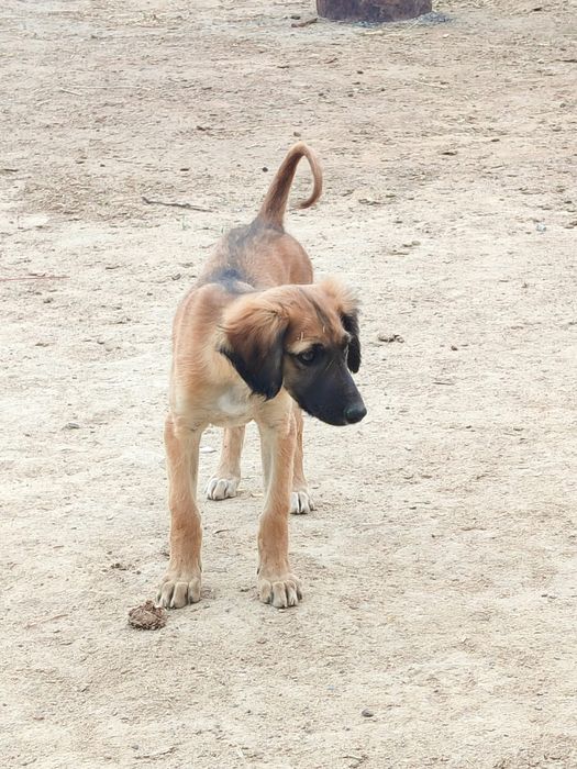 Тазы күшіктер сатылады