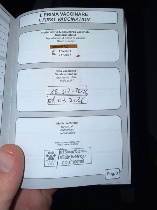 Donez pui de bichon unei famili iubitoare