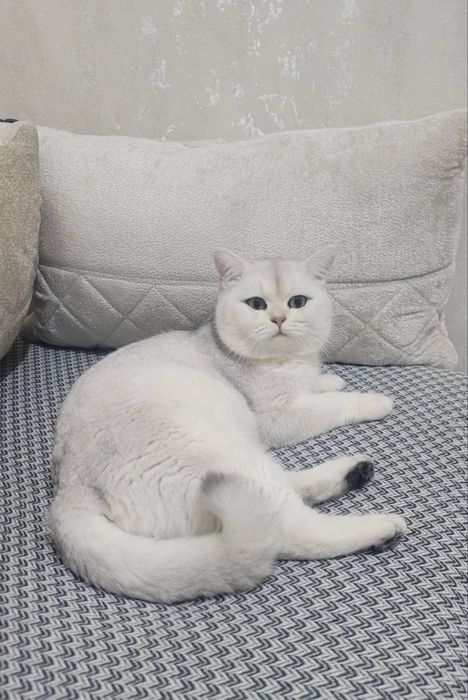 ВЯЗКА. Серебристая  шиншилла, кот для вязки