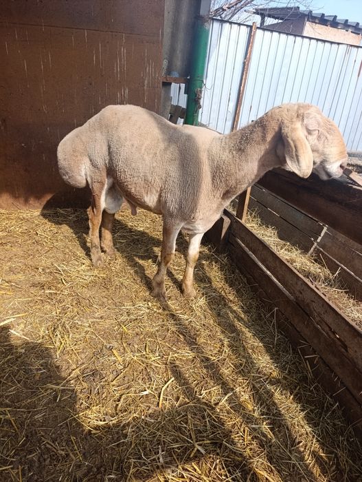 Кочкар арашан продам