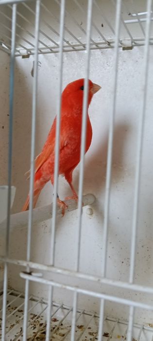 Canari pui și adulți de vânzare