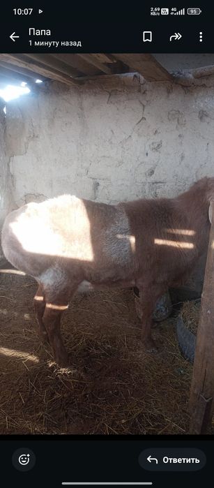 Қошқар сатылады .