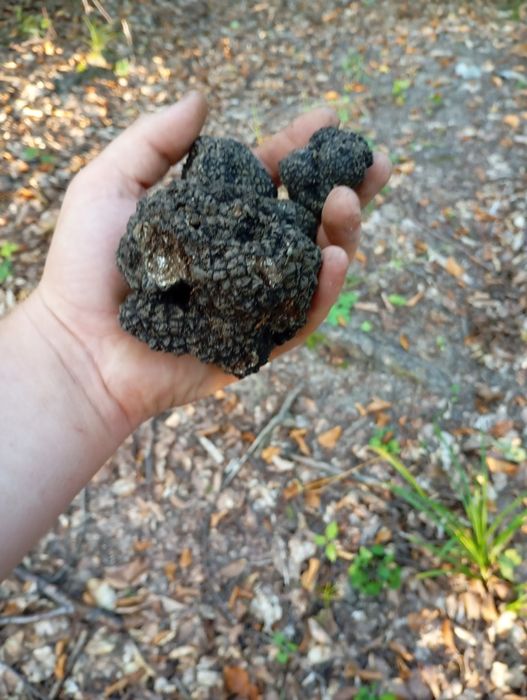 Vând trufe proaspete trimit si prin curier