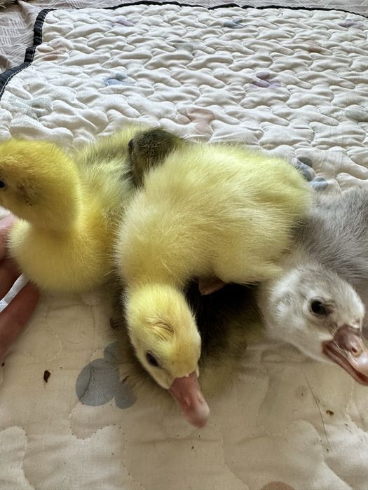 Продам гусят домашних.