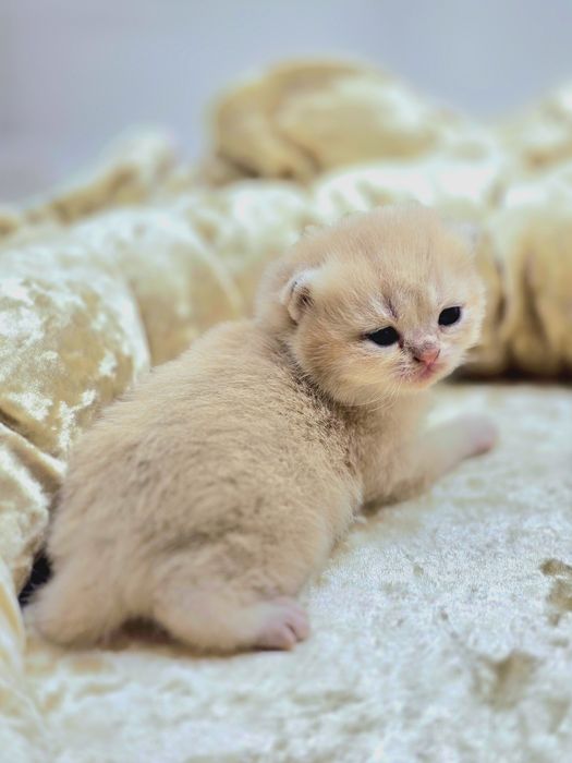 Бриташки очаровашки