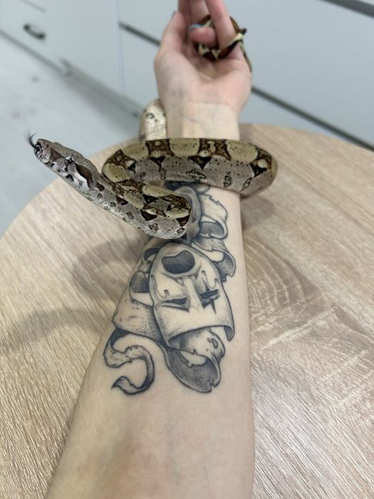 Императорский удав.